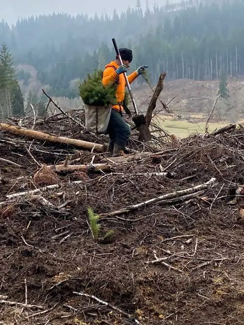 Man assessing ground for reforestation.